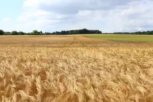 Pšenice Setá