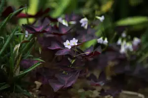 Oxalis